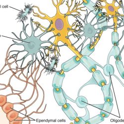 Art-labeling activity neuroglial cells of the cns