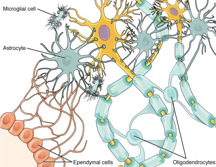 Art-labeling activity neuroglial cells of the cns