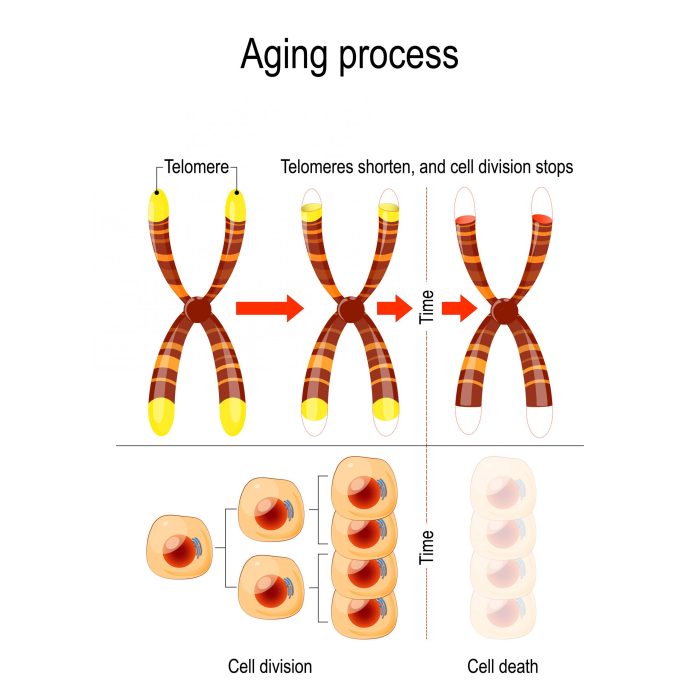 Which of the following statements about telomeres is incorrect