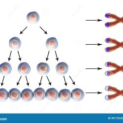 Telomeres telomere shortening cell shorten telomerase cells science curious gradually becomes senescent however sperm egg before most