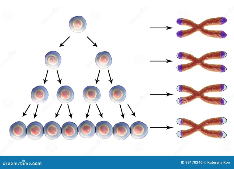 Telomeres telomere shortening cell shorten telomerase cells science curious gradually becomes senescent however sperm egg before most