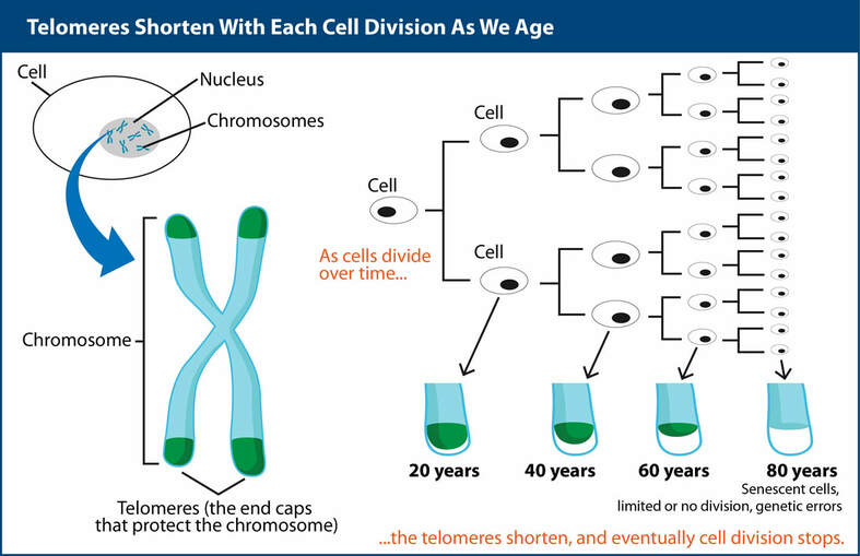 Telomeres chromosomes telomere ends sequences shortening chromosome replication