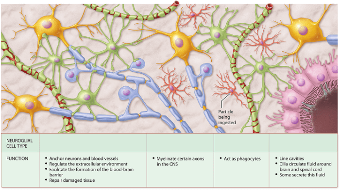 Neuroglial neuroglia cell labeled types microglial