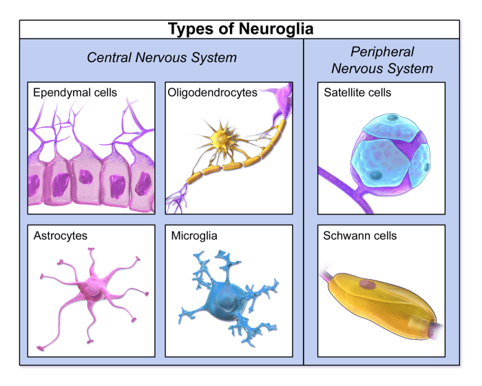 Art-labeling activity neuroglial cells of the cns